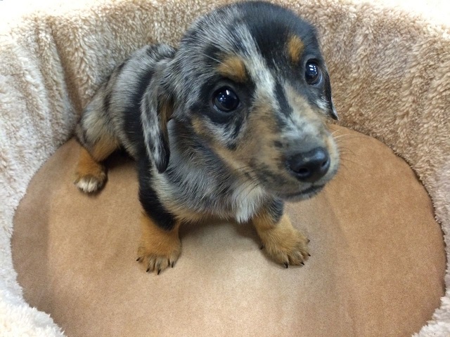 dachshund and cocker spaniel mix