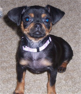 pinscher maltese mix