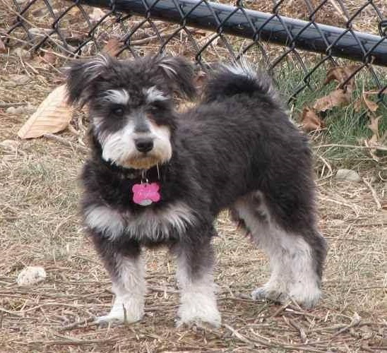 miniature schnauzer bichon frise cross