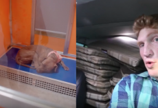 Man Notices What The Shelter Dogs Are Sleeping On, Returns With A Car Full Of Beds