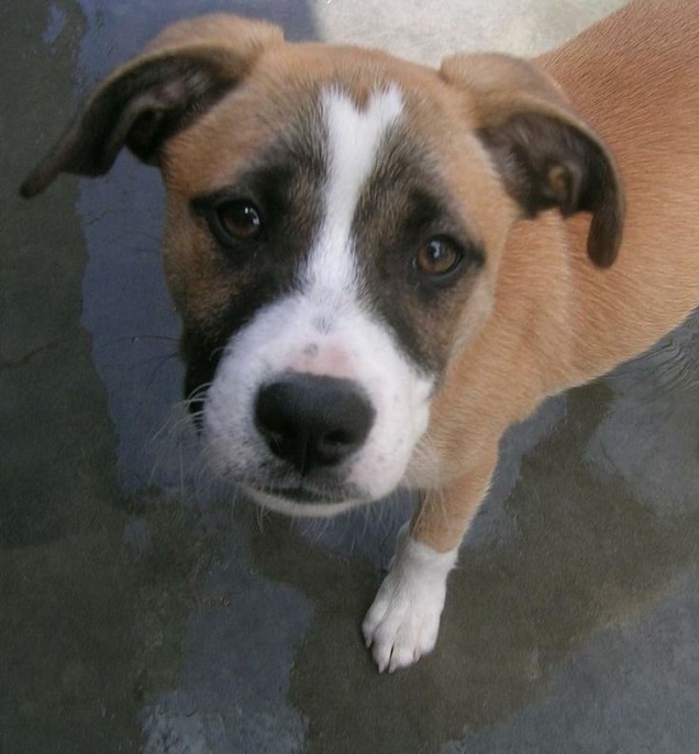 akita and boxer mix