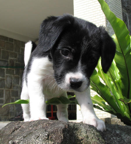 pug x border collie