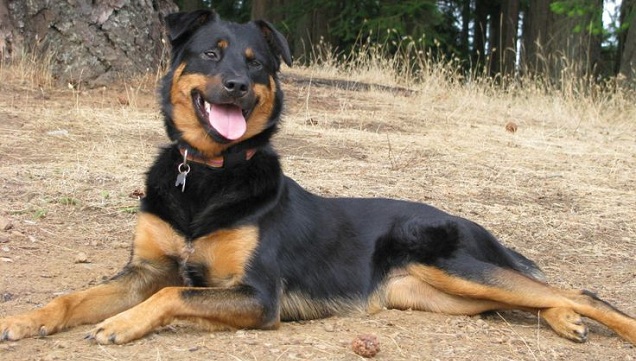 newfoundland and rottweiler mix