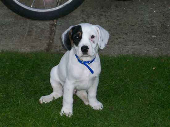 cavalier king charles x jack russell