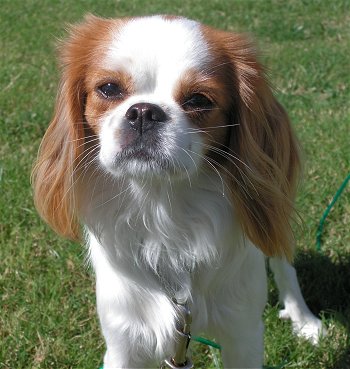 king charles spaniel and chihuahua mix