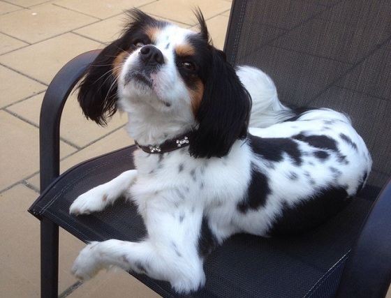 cavalier king charles spaniel jack russell mix