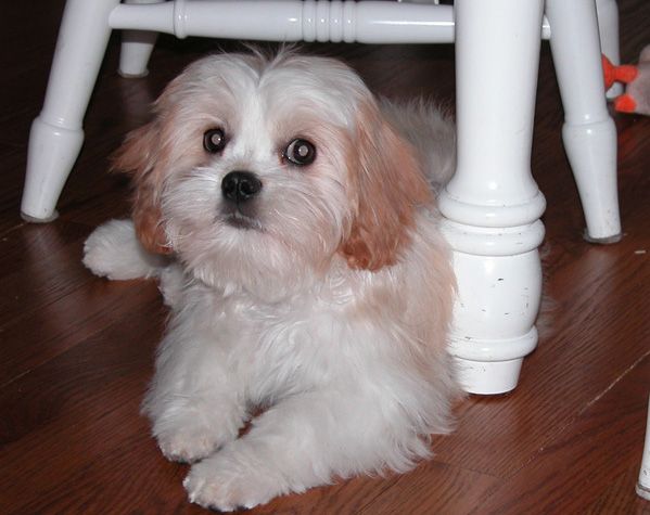 cavalier king charles spaniel maltese mix