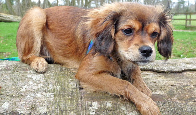 labrador x cavalier king charles spaniel