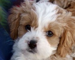 cavalier king charles spaniel mix puppies