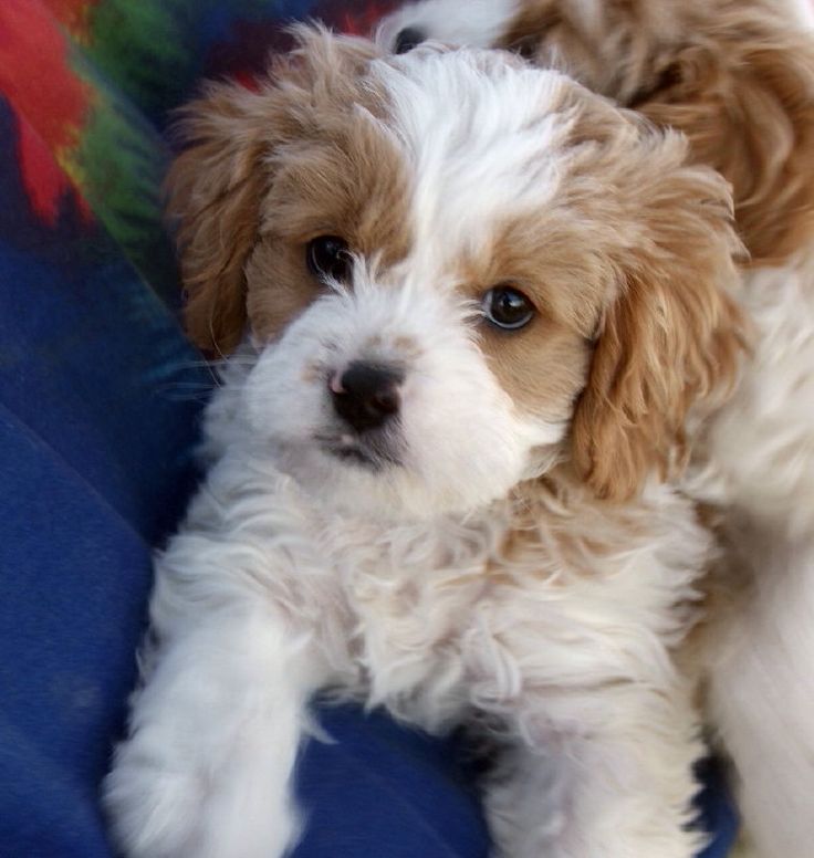 cavalier king charles spaniel maltese mix