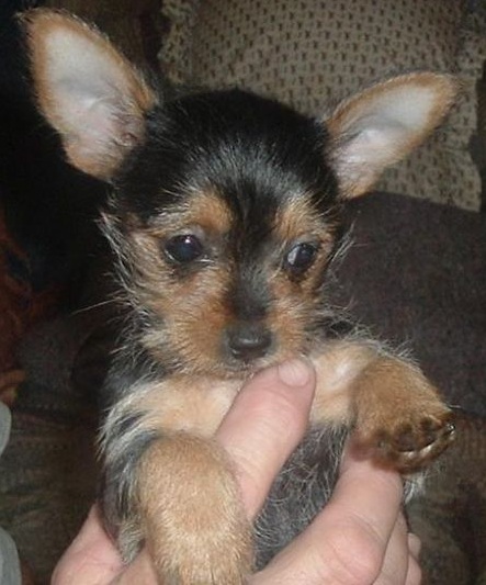 morkie chihuahua