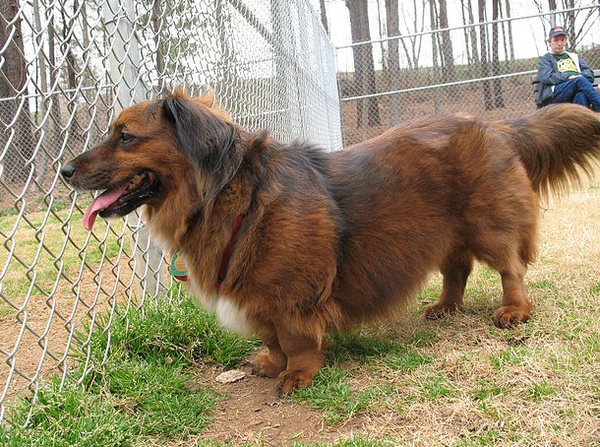 chow chow and dachshund mix