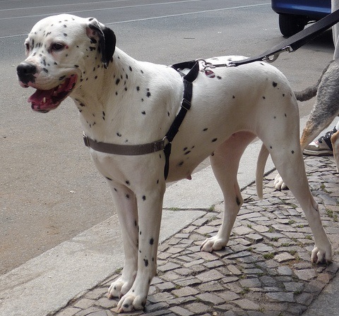 dalmatian cross staffy