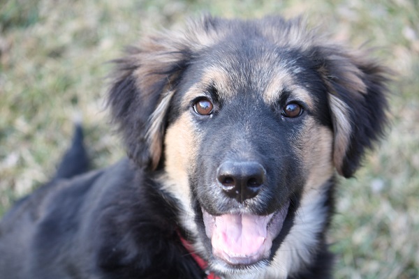 german shepherd weimaraner mix puppy