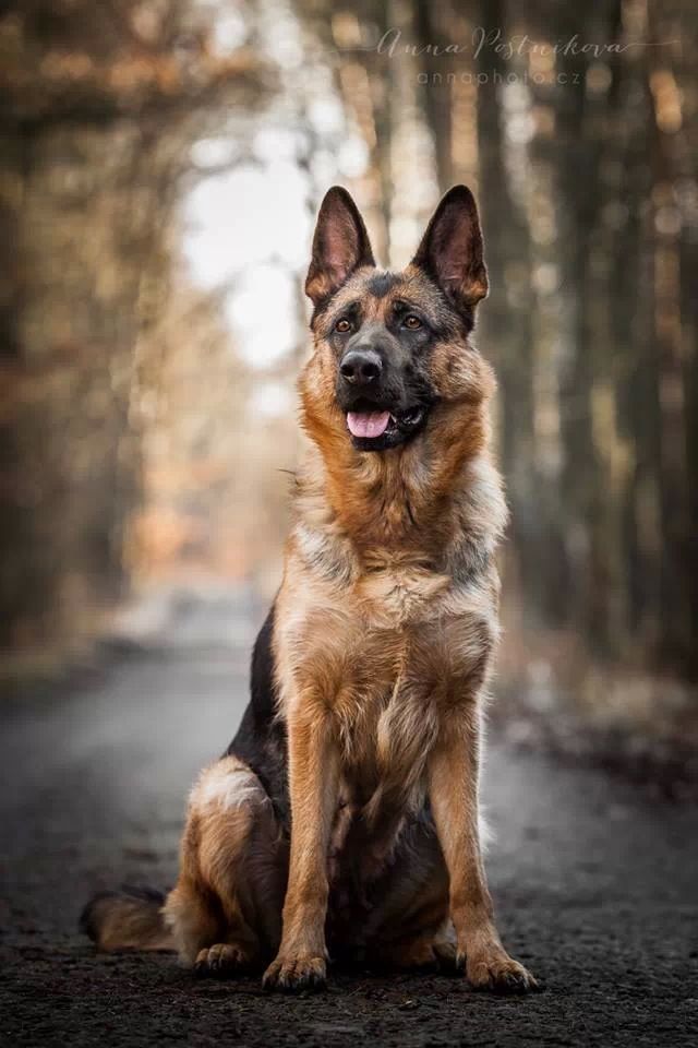 best german shepherd in the world