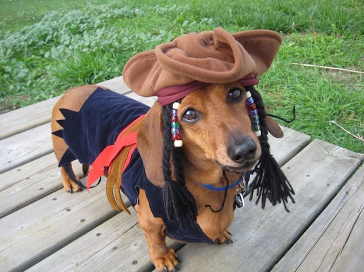 dachshund outfits