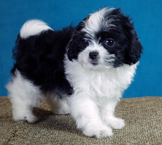 japanese chin and maltese mix