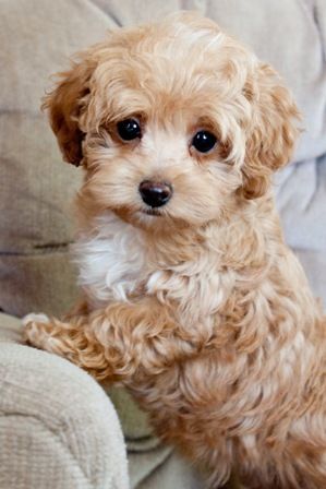 poodle cross breeds