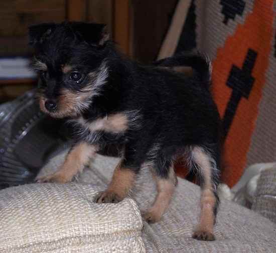 maltese and miniature pinscher mix