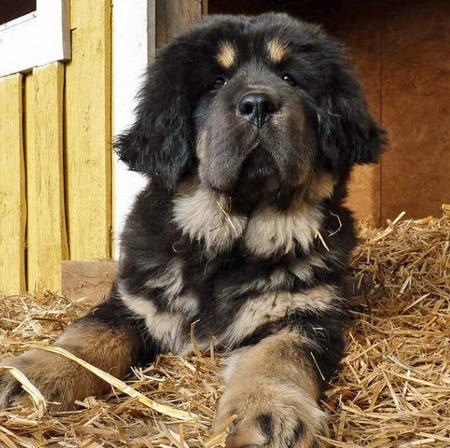 12 Unreal Rottweiler Cross Breeds You Have To See To Believe