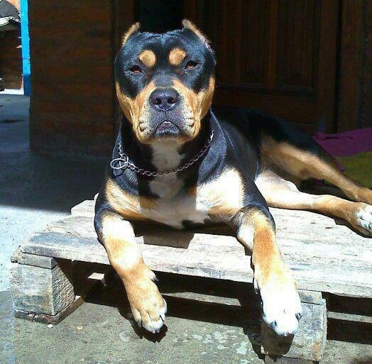 rottweiler staffordshire terrier mix