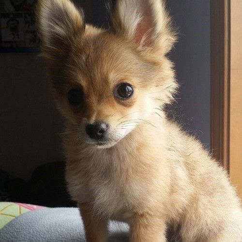 pomeranian chiweenie mix puppies