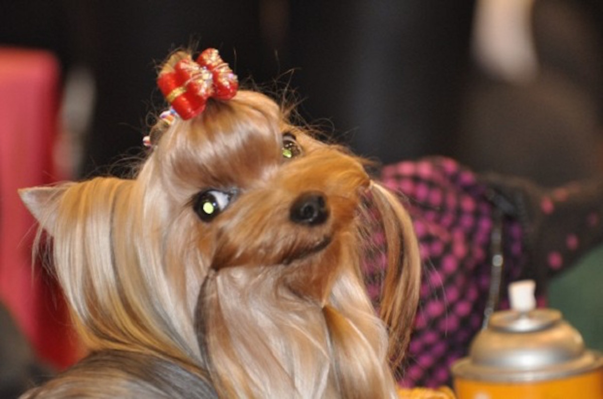 i hate yorkshire terriers