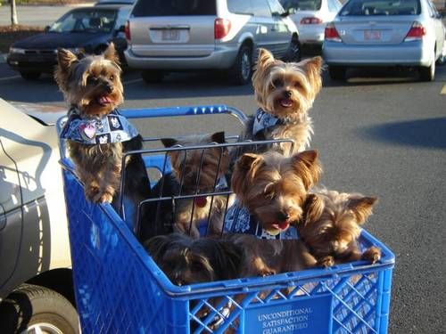 yorkshire terrier and children