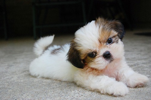 awesome eyes face shih tzu