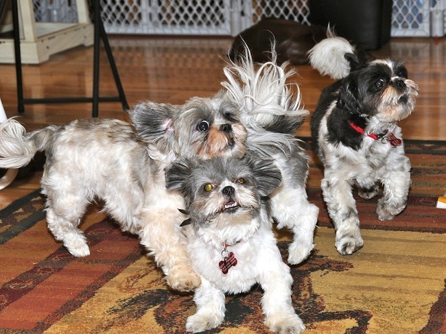 beautiful dogs shih tzus