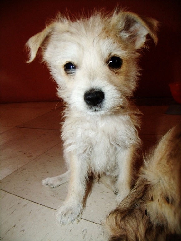 chihuahua cross schnauzer