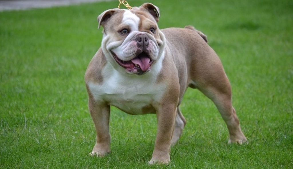 73 Most Popular English Bulldog Dog Names