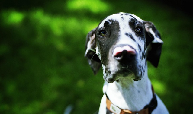 popular great dane names