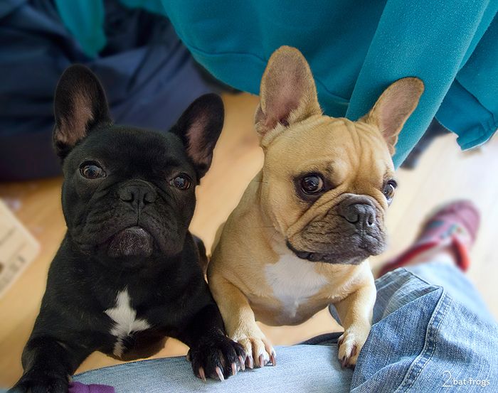 2 french bulldogs