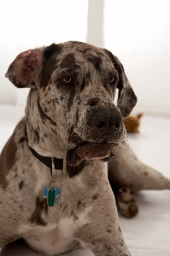 12 Horrifying Things You Didnt Want To Know About Great Danes