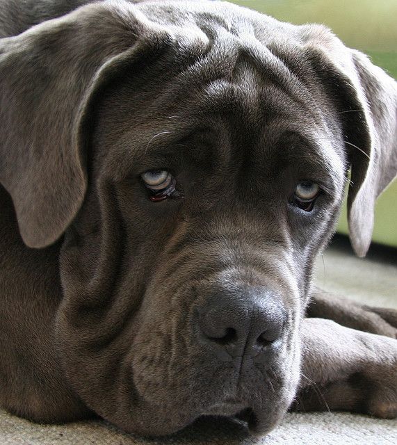 rasa mastiff