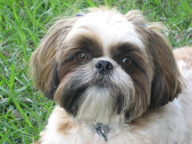 eyes look face shih tzu