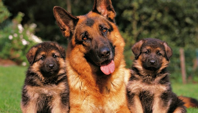 happy german shepherd puppy