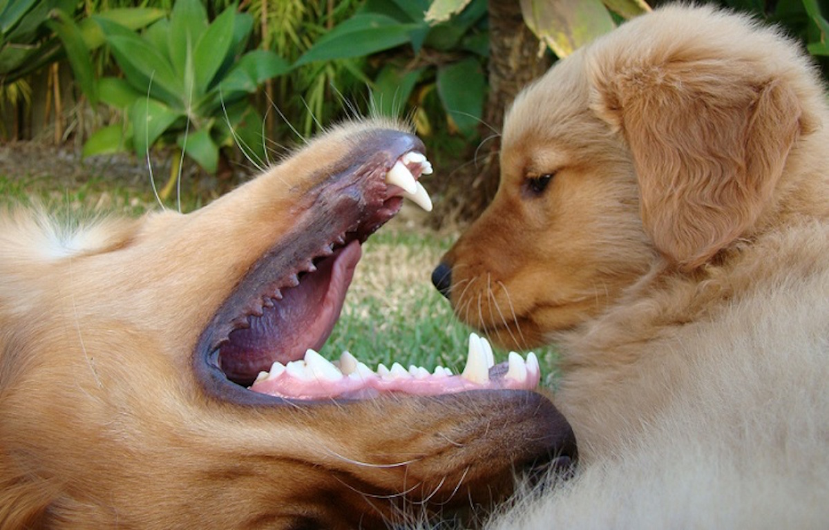 10 Reasons Golden Retrievers Are The Worst Breed EVER