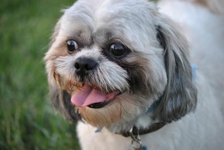 happy shih tzu face