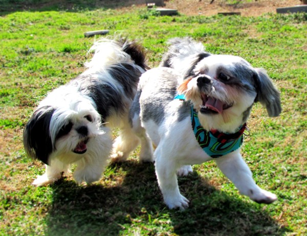 playing shih tzus pics