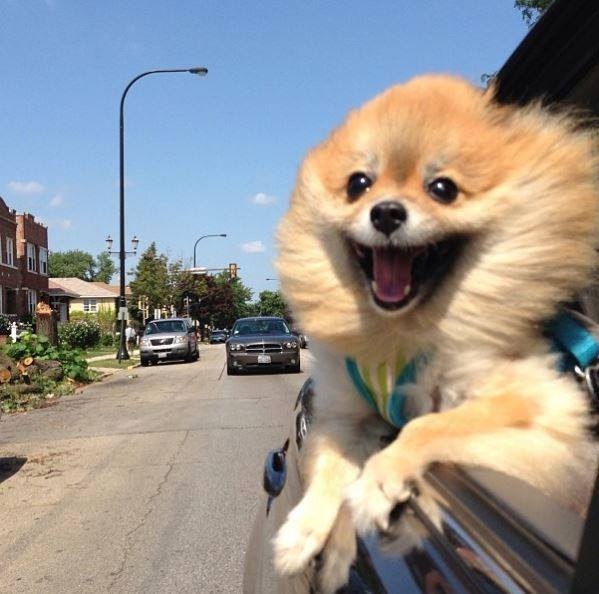 pomeranian happy