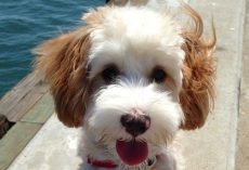 21 Unreal Poodle Cross Breeds You Have To See To Believe