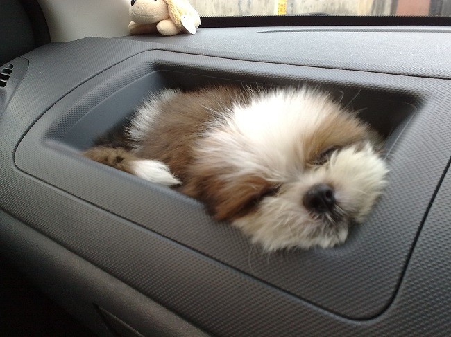 shih tzu sleep car