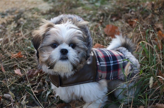 stylish shih tzu outfit