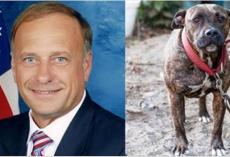 US Congressman Steve King believes dog fighting should be LEGAL! Voice Your Outrage!