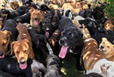 A thousand stray dogs live in this doggy paradise