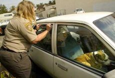 New law being passed makes it a felony to leave a pet in a hot car. Do you support this idea?