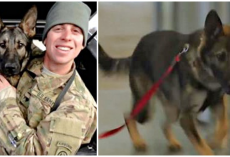 K9 Bursts Through Gate And He Saw His Soldier For The First Time In 3-Years