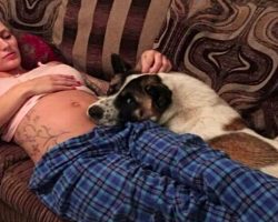 Dog Keeps Crying And Nudging Pregnant Mom, Then Mom Realizes Dog Is Saving Her Life